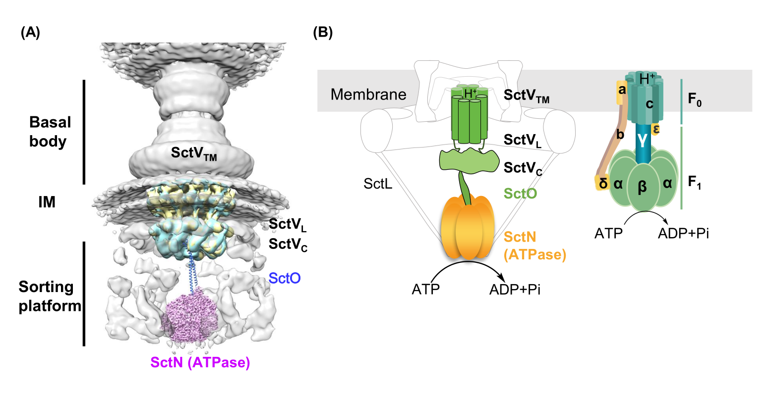 2021.12-京华-Microbiology Spectrum-图片.png